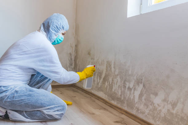 Licensed Mold Inspection And Testing service in Quincy, MI - Mold Remediation HQ