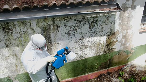 Top rated local Mold Inspection And Testing specialists in Quincy, MI
